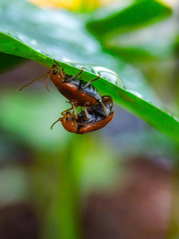 Two cockroaches on a leaf in the rain photo