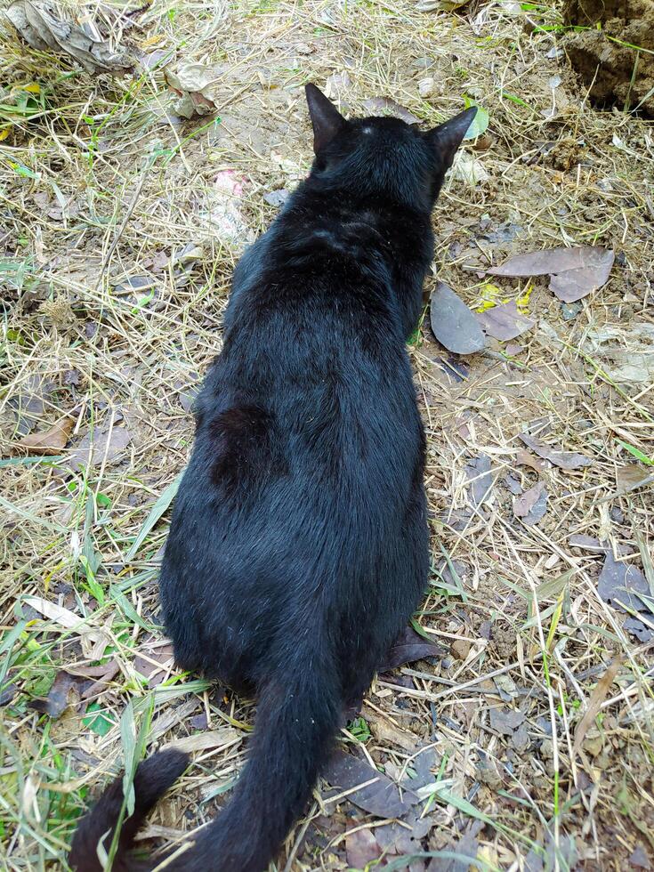 Black Cat Standing on Grass and Dirt in Outdoor Setting photo