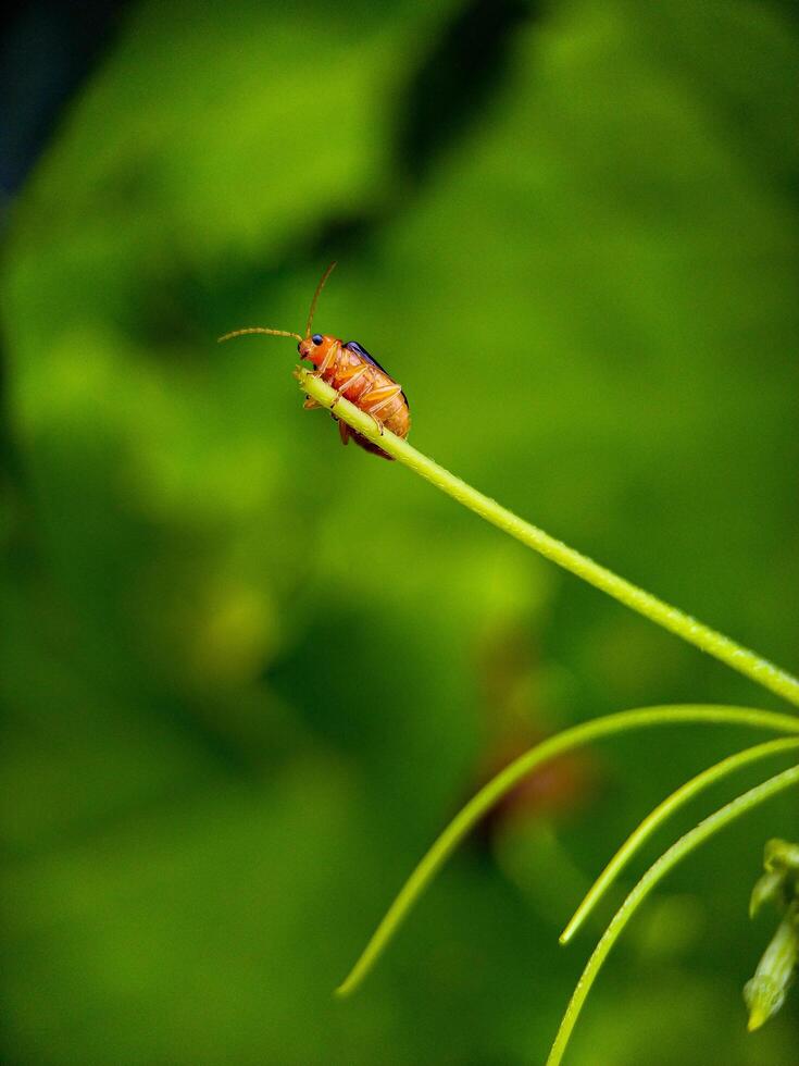 Bug Resting on Green Plant Stem Macro Shot photo