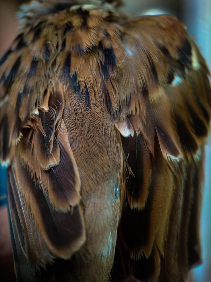 Close-up of Bird Feathers with Brown and Black Details photo