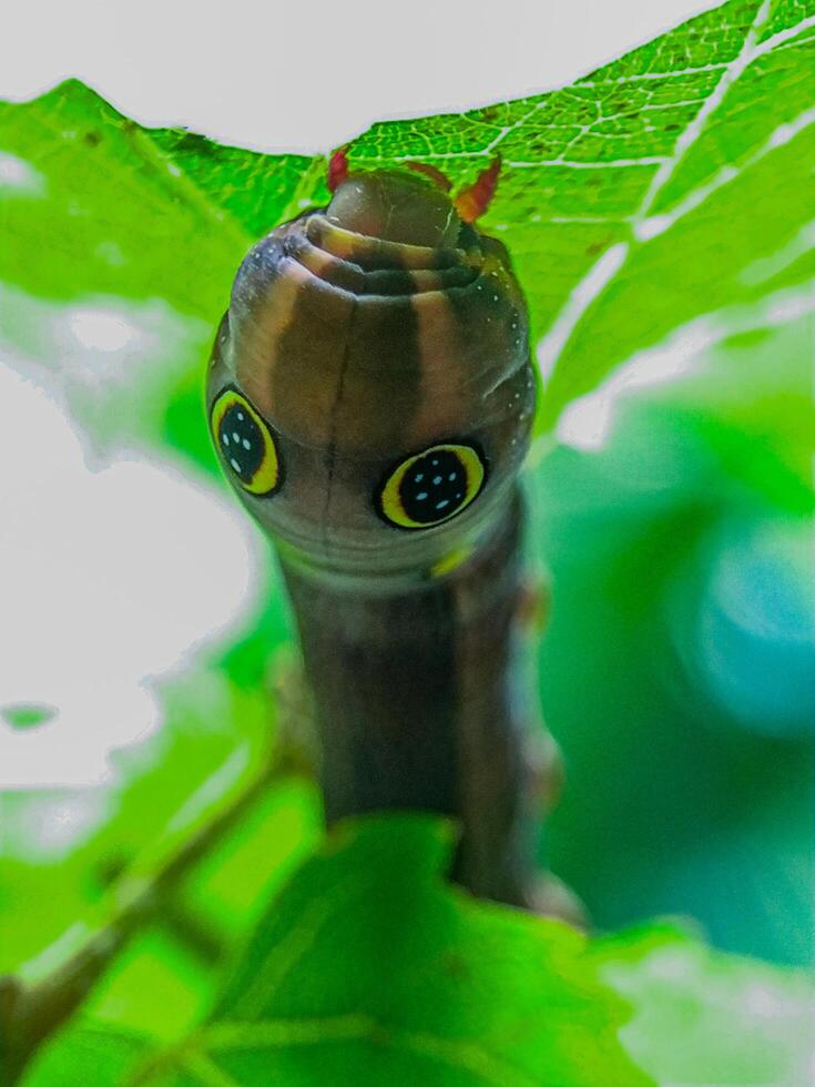 Caterpillar Close-up on Green Leaf Macro Insect View photo