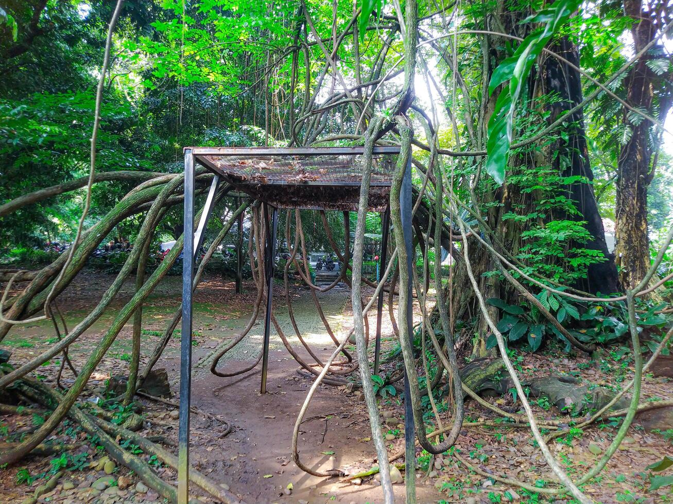Lush Jungle Vines Entwining Rustic Structure A Serene Natural Scene photo