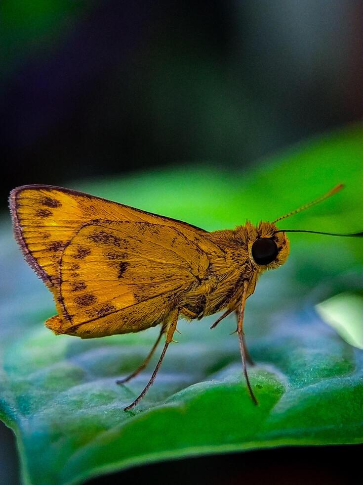 Butterfly Resting on Green Leaf Macro Shot photo