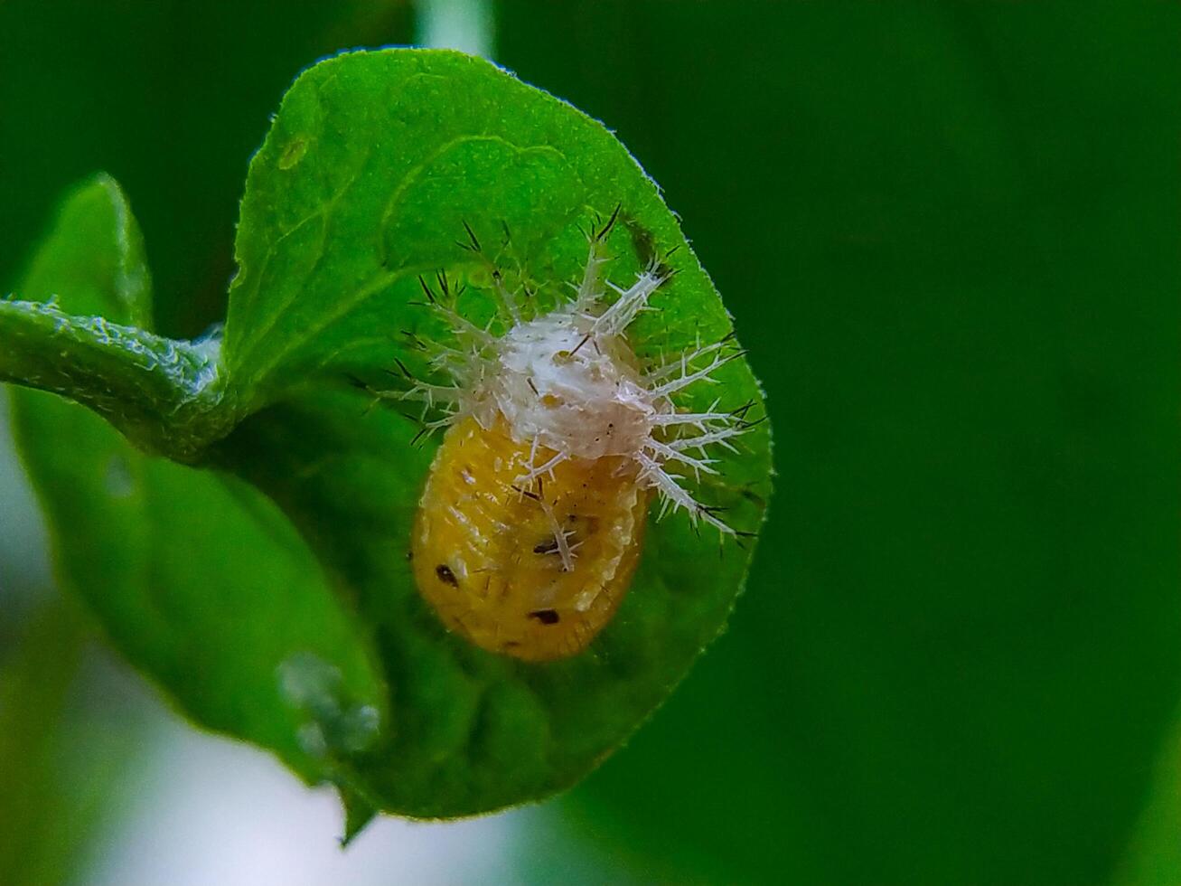 Insect Larva on Green Leaf in Close-up Detail photo