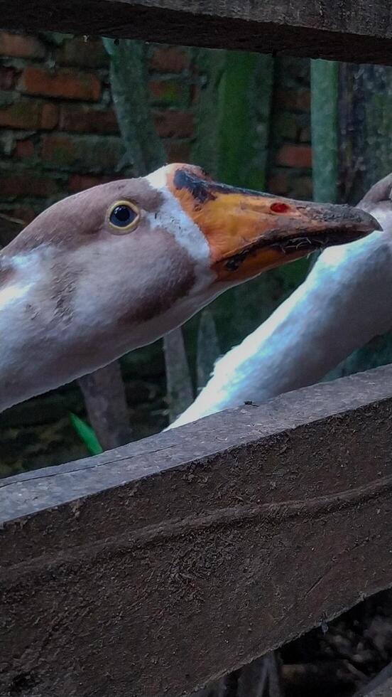 Goose Close-up Behind Fence with Natural Light and Neutral Colors photo