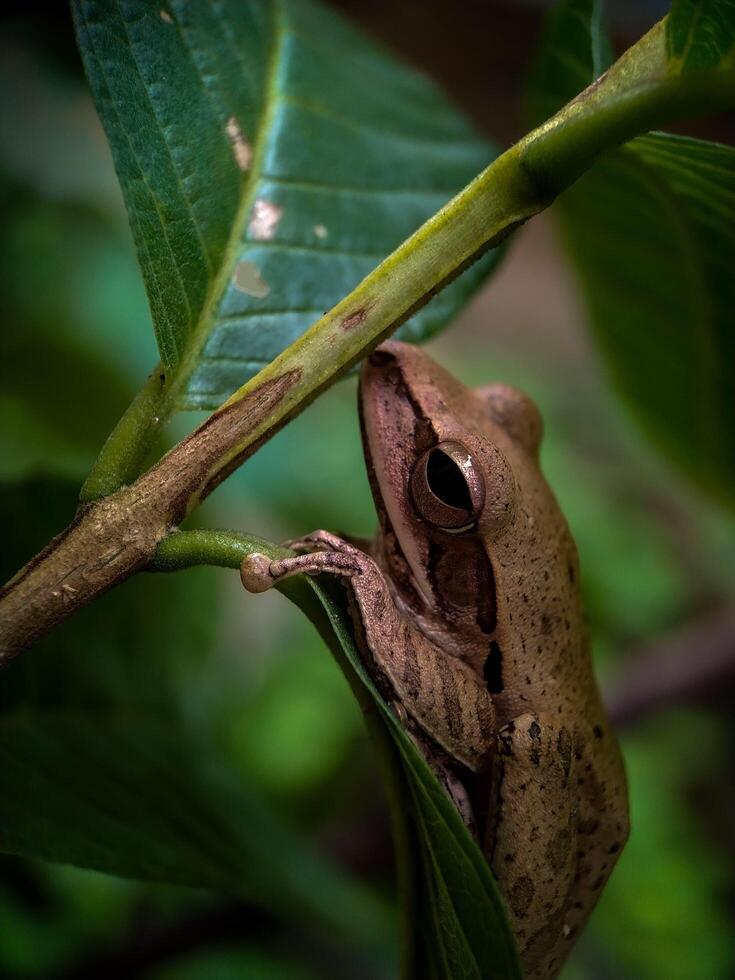 Close-up of a brown frog on branch photo