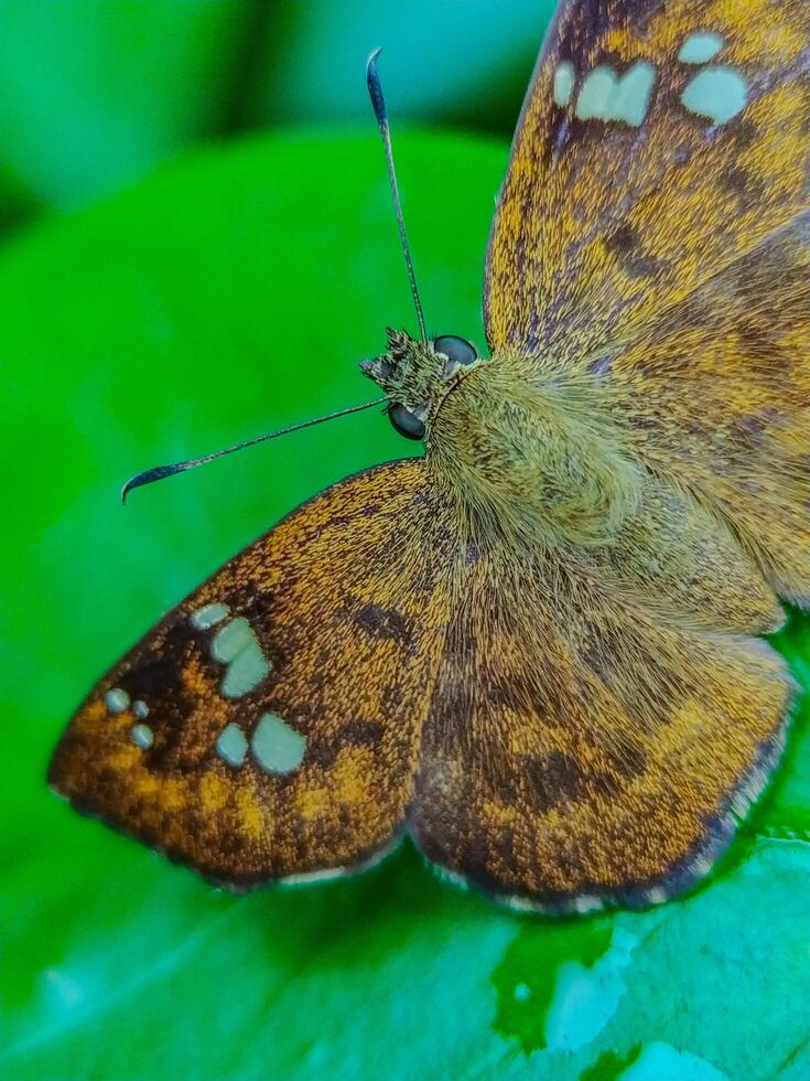 Butterfly Resting on a Green Leaf with Detailed Wing Patterns Close Up photo