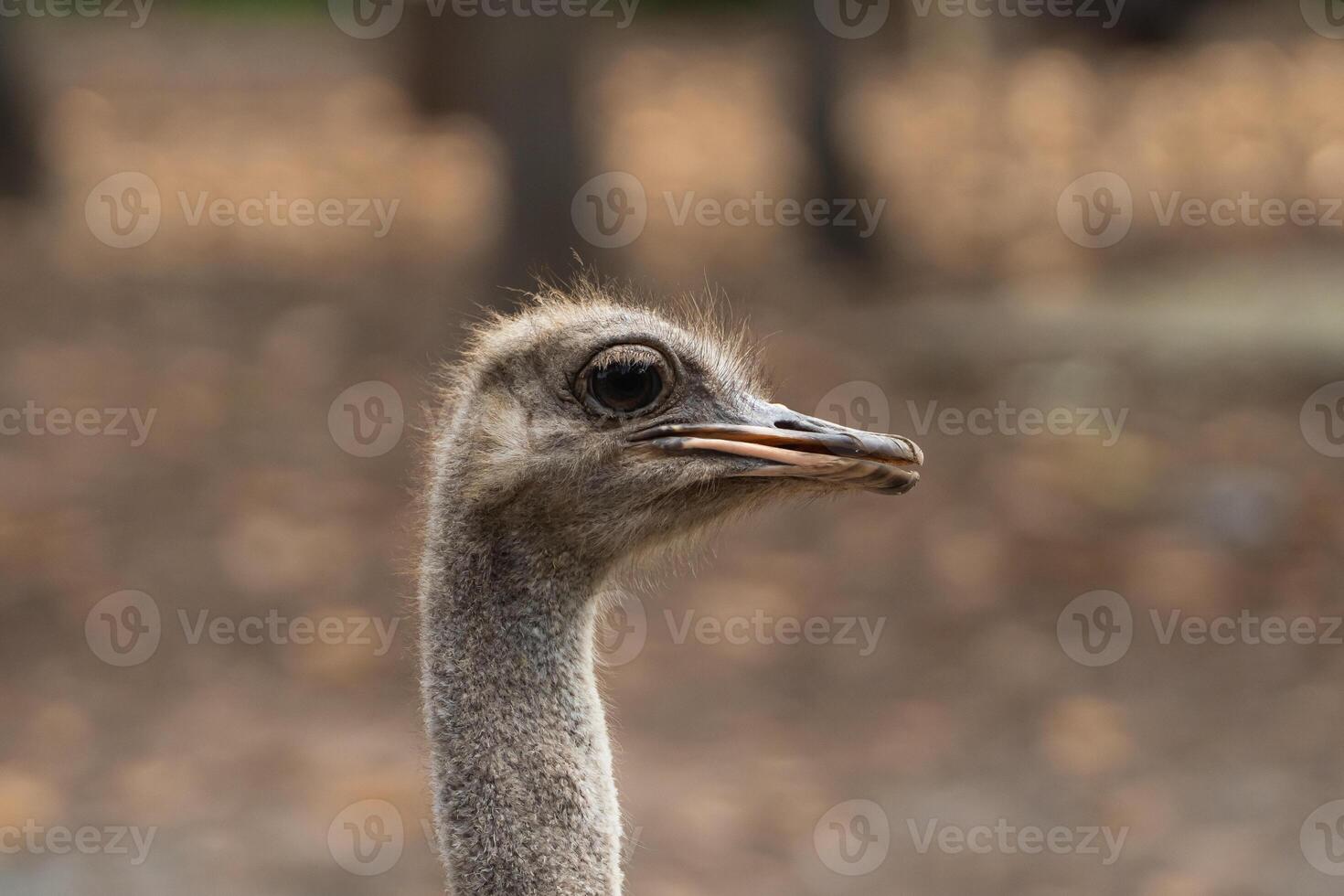 Close-Up Portrait of a Curious Ostrich with Textured Feathers Against a Soft, Blurred Background of Nature, Capturing the Intricacies of Wildlife photo
