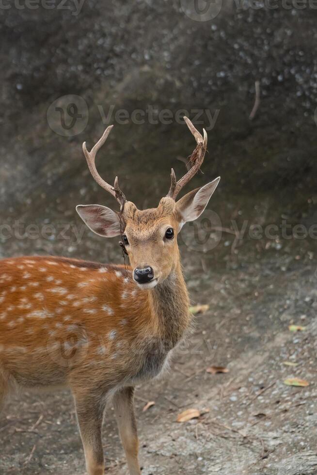 Close-Up View of a Majestic Young Deer with Antlers and Spotted Coat in Natural Habitat Surrounded by Neutral Background Elements photo