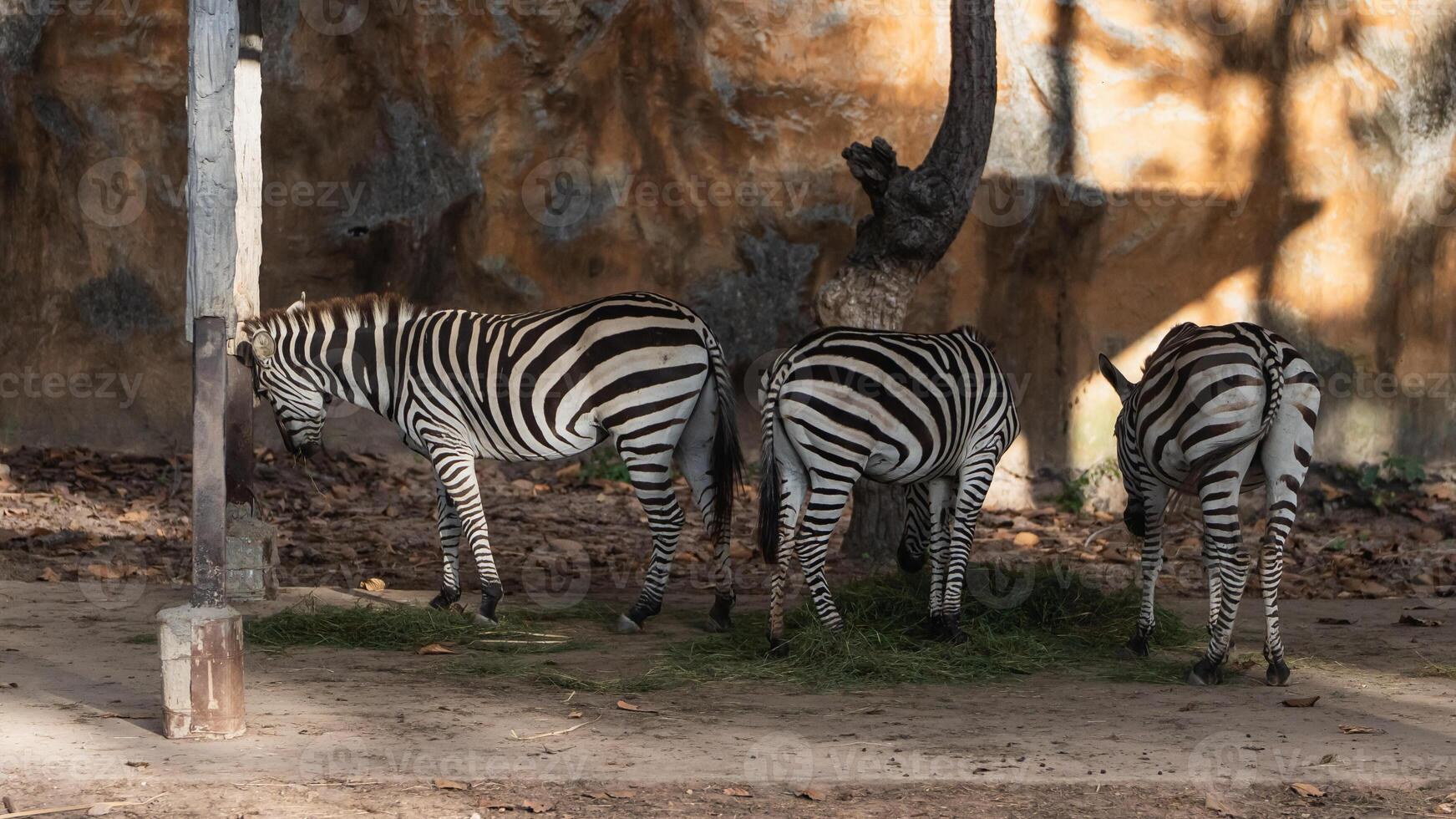 Three Zebras Grazing in Natural Habitat with Unique Striped Patterns and Textured Background Captured in a Zoo Setting with Soft Natural Light photo