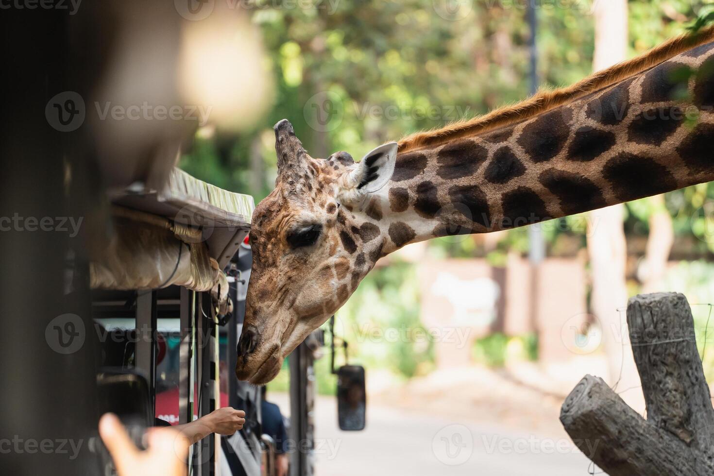 Majestic Giraffe Approaches Safari Vehicle in Nature, Captivating Scene of Wildlife Interaction with Tourists on an Adventure in the Wilderness photo