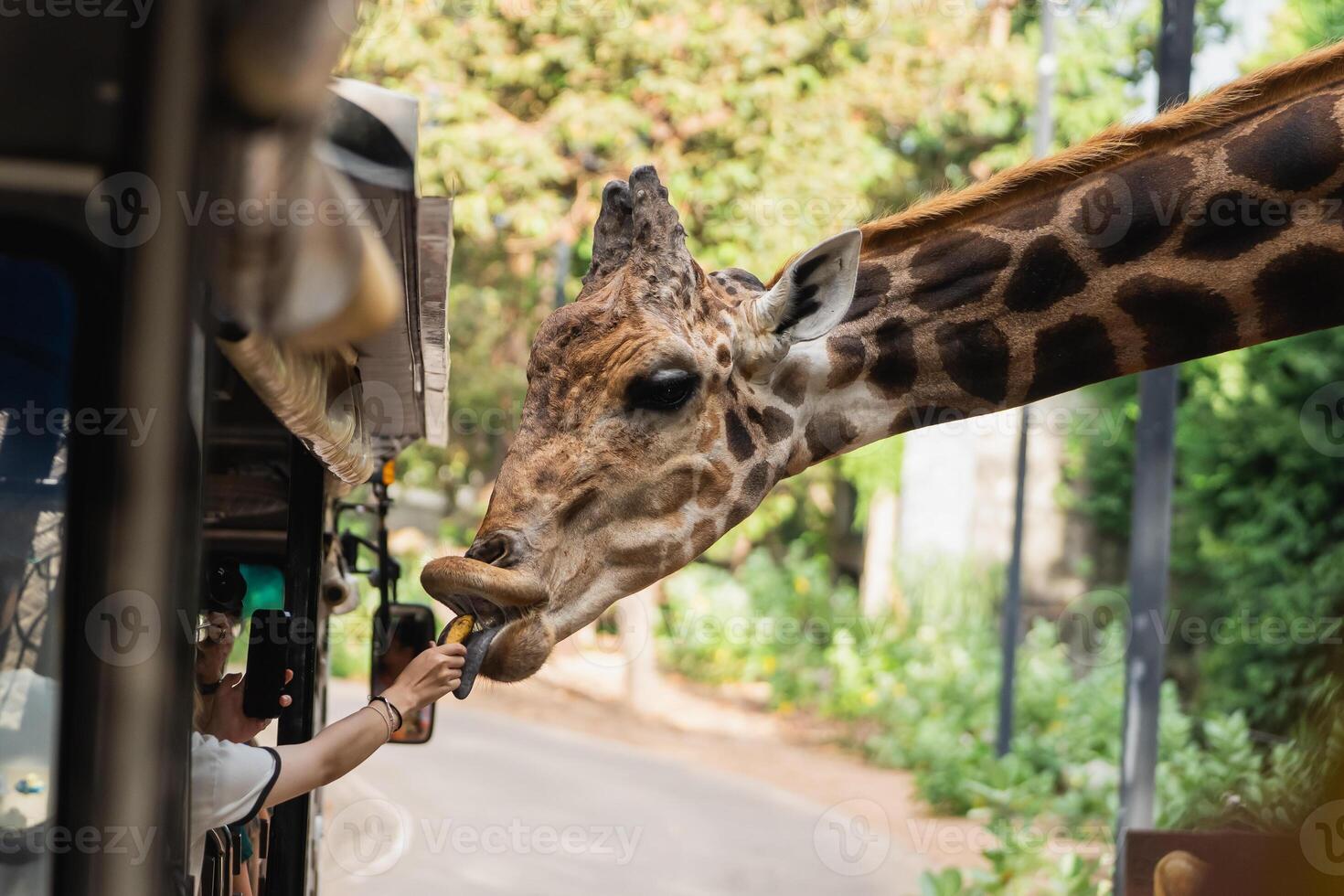 Close Encounter with a Giraffe as Visitors Feed It with a Treat in a Wildlife Park Setting Surrounded by Lush Greenery and Natural Light photo