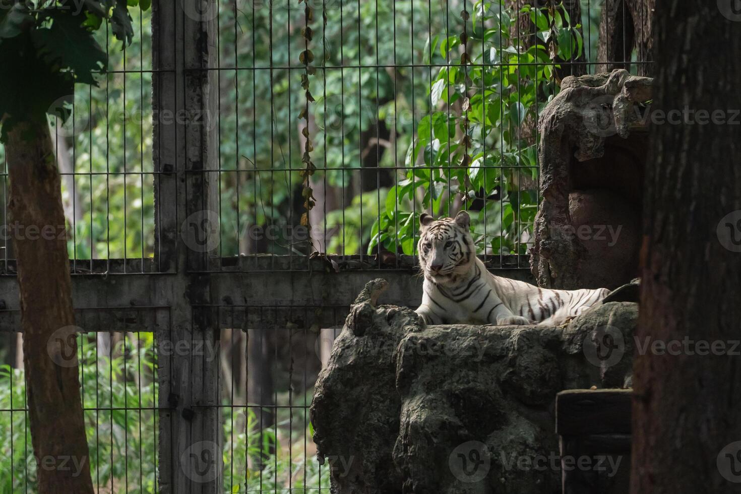 Majestic white tiger resting on natural rock formation in a lush green environment, showcasing beauty and grace within a wildlife sanctuary setting photo