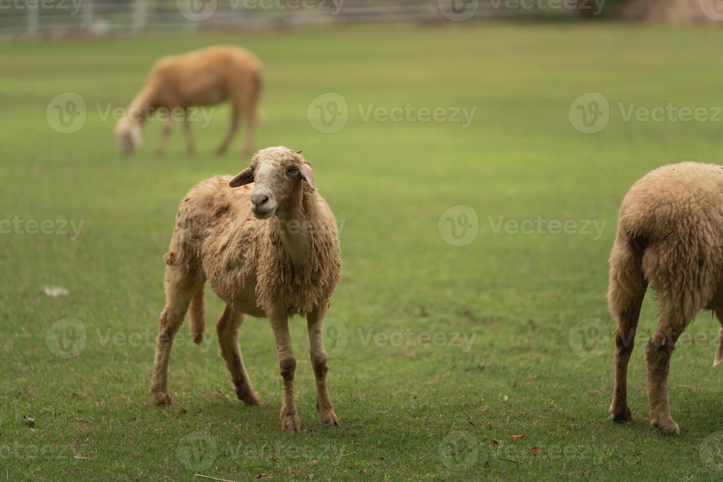 Close-up View of Sheep Grazing on Lush Green Grass in a Pastoral Landscape, Capturing Farm Life and Natural Beauty in Tranquil Setting photo