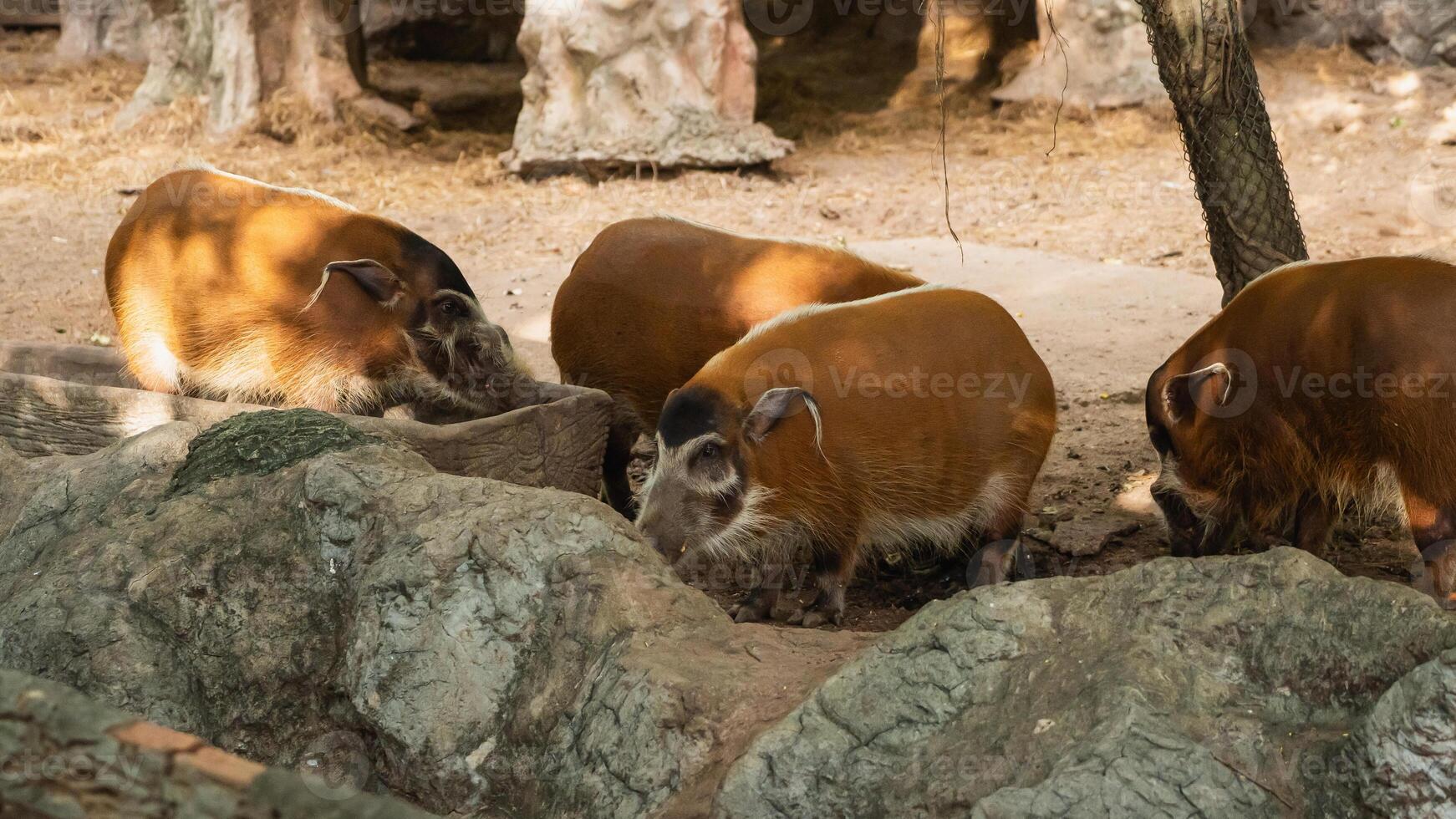 Group of Wild Boars foraging for Food in Natural Habitat Surrounded by Rocks and Trees in Zoo Setting photo