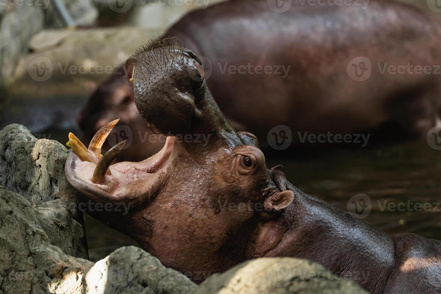 Hippo Opens Mouth Wide in Water, Showcasing Large Teeth and Playful Behavior, Surrounded by Natural Habitat Environment in Zoo Setting photo