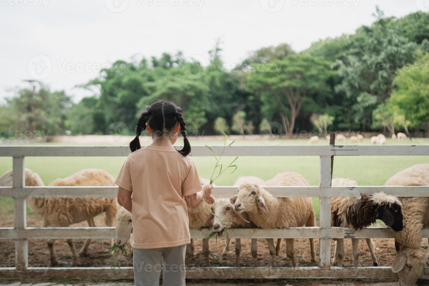 Child Feeding Sheep at Farm, Young Girl Enjoying Nature, Petting Animals, Close Connection with Farm Life, Outdoor Fun, Childhood Memories, Green Field photo
