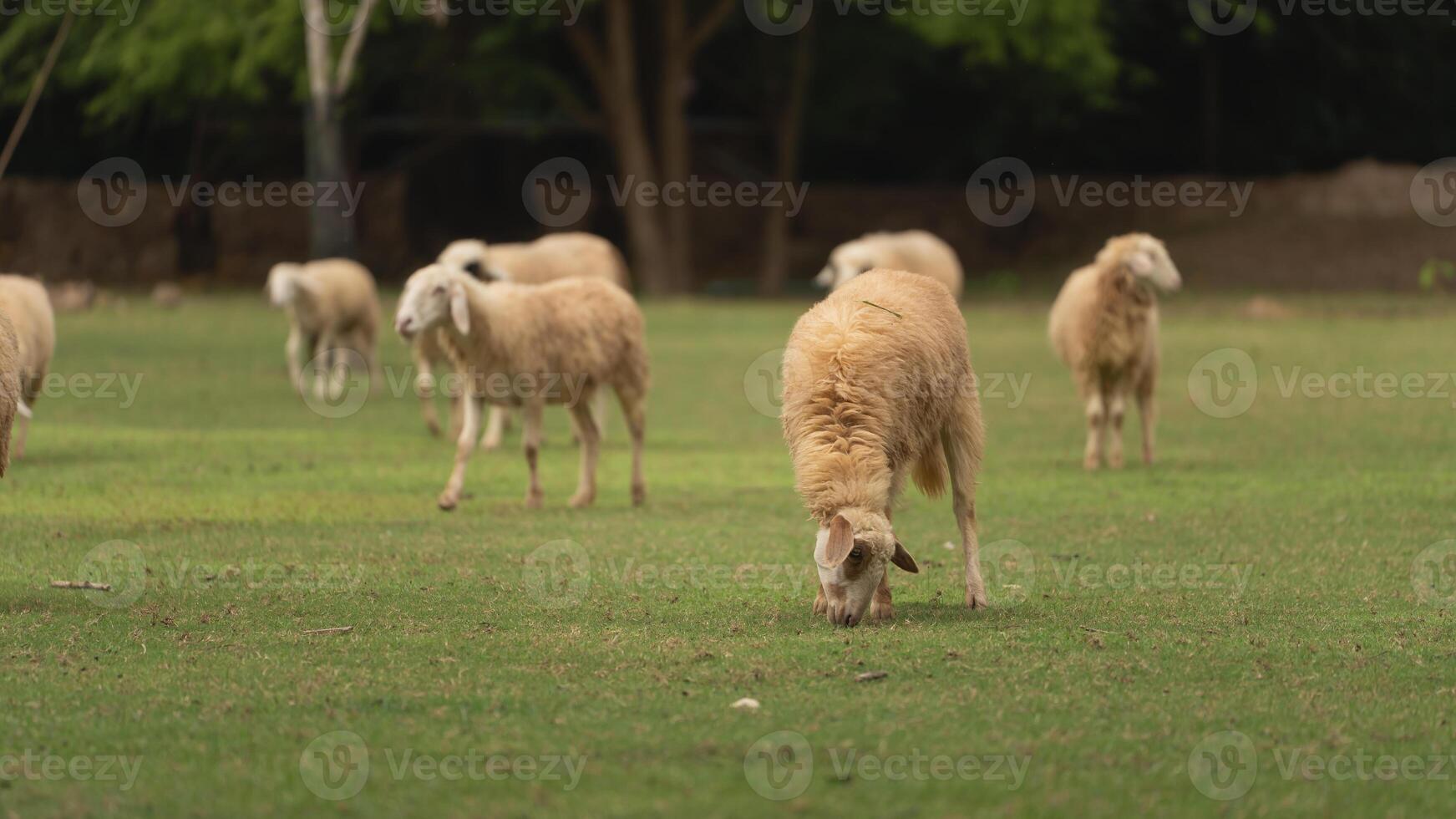 Sheep Grazing on Lush Green Grass in a Scenic Pastoral Landscape with Soft Lighting and a Peaceful Rural Setting photo