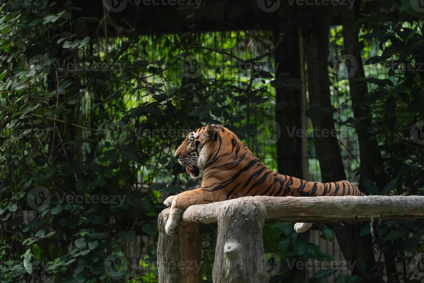 Majestic Tiger Relaxing on a Wooden Perch Surrounded by Lush Greenery in a Natural Habitat Environment photo