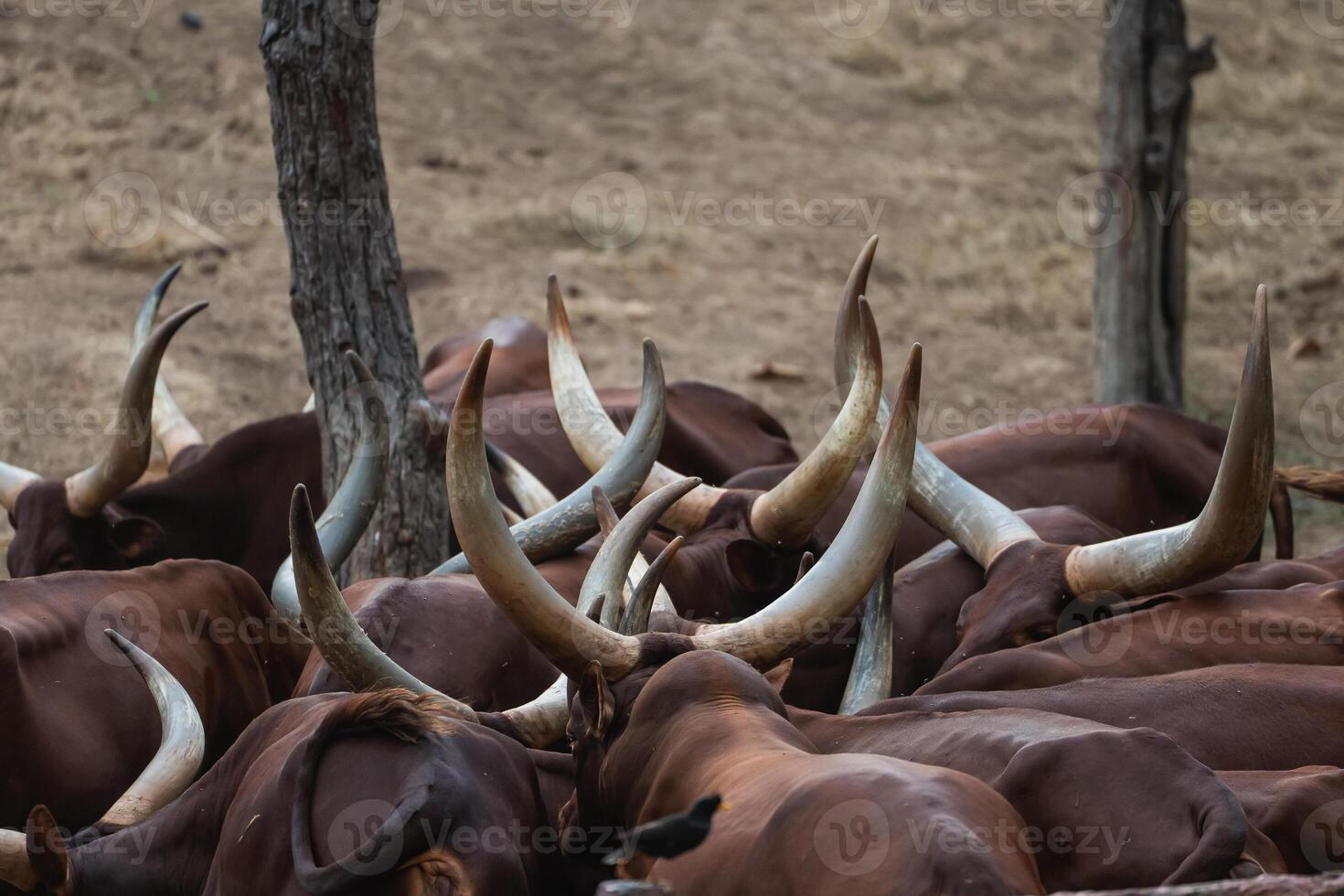 Herd of African cattle with long horns grazing in dry grassland, showcasing natural behavior and characteristics of livestock in their environment photo