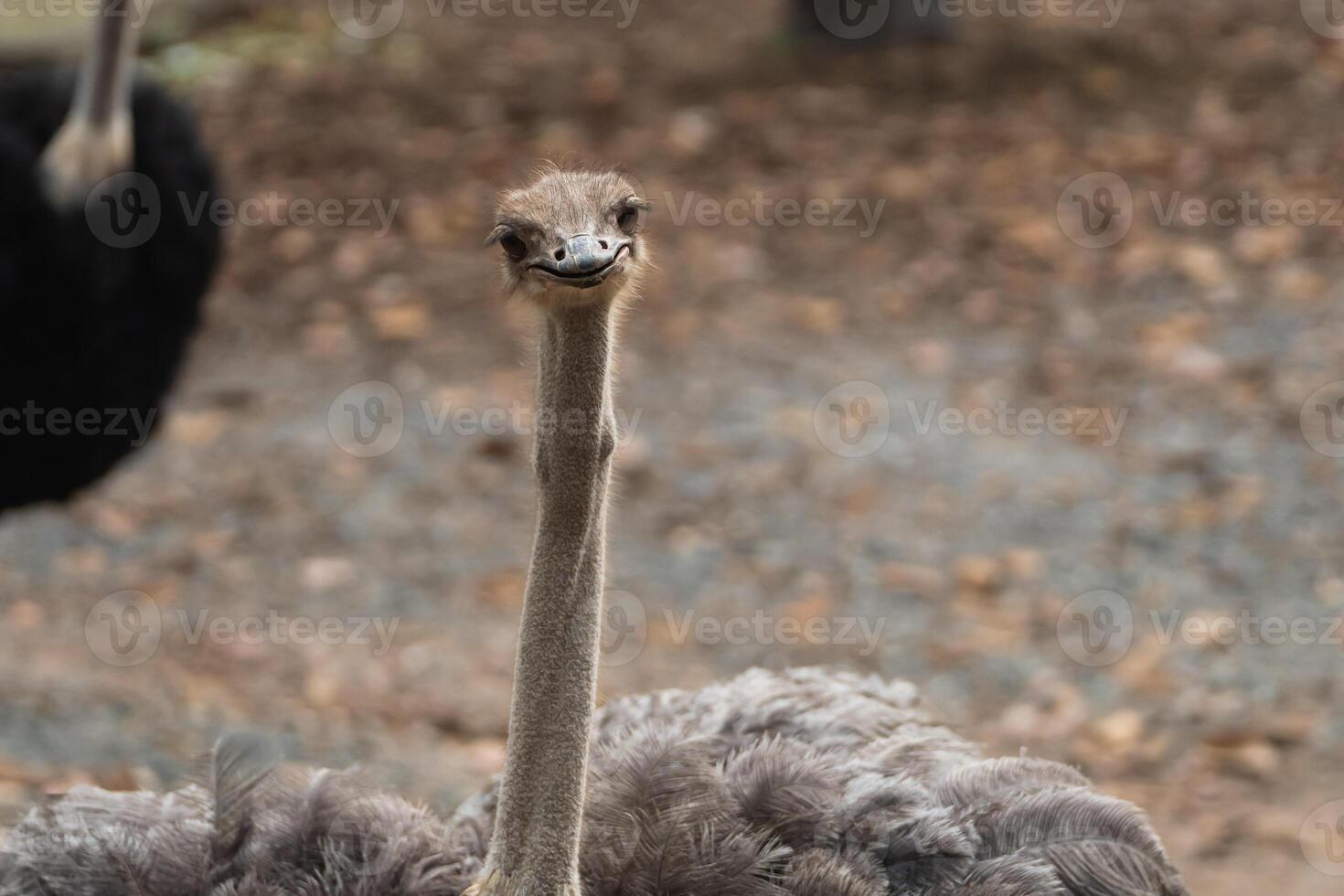 Curious ostrich displaying playful expression in natural habitat, showcasing unique features, vibrant plumage, and engaging personality amidst blurred background photo