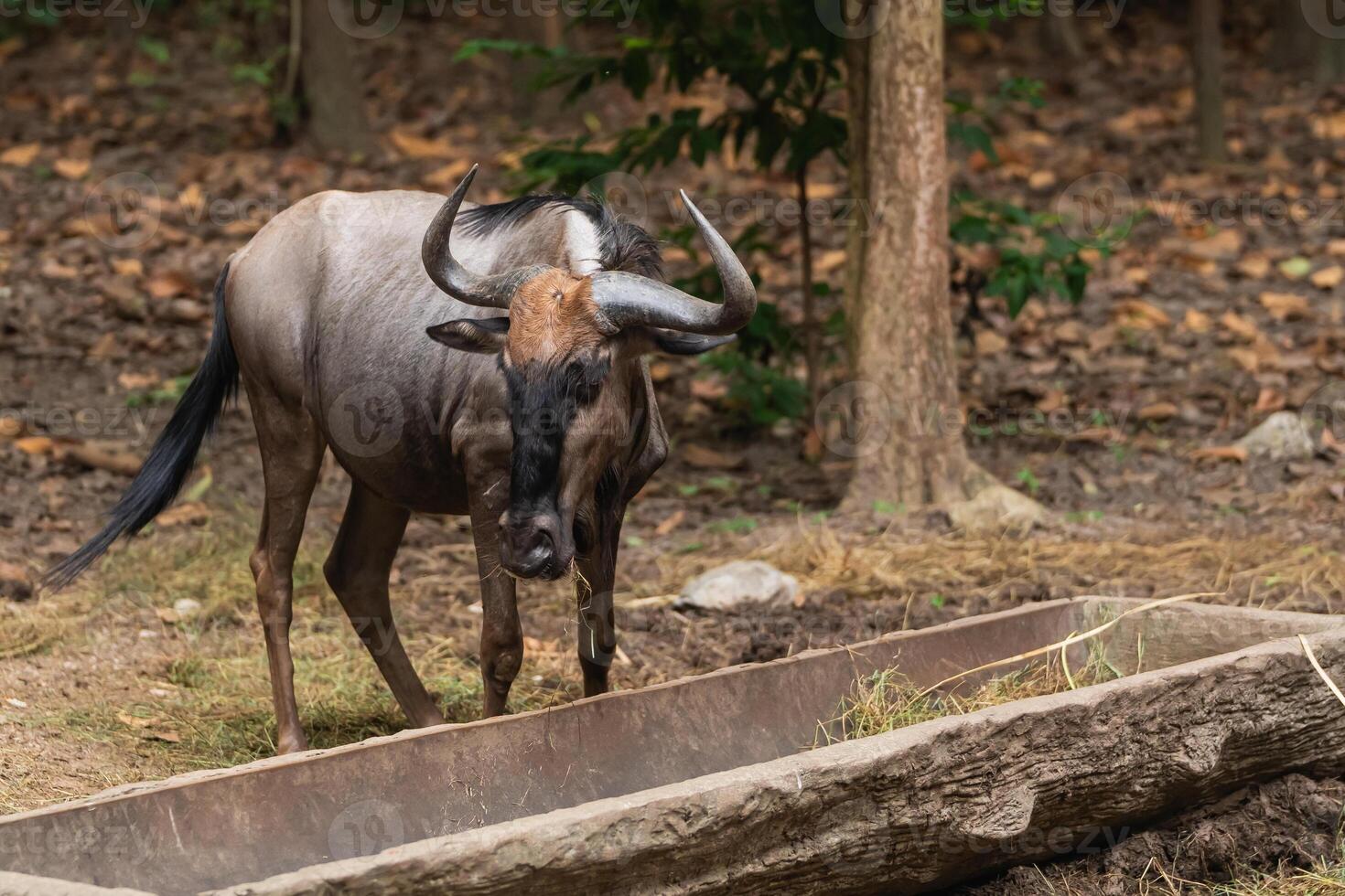 Close-Up View of a Single Wildebeest Grazing Near a Feeding Trough in a Natural Habitat Surrounded by Greenery and Dry Leaves photo