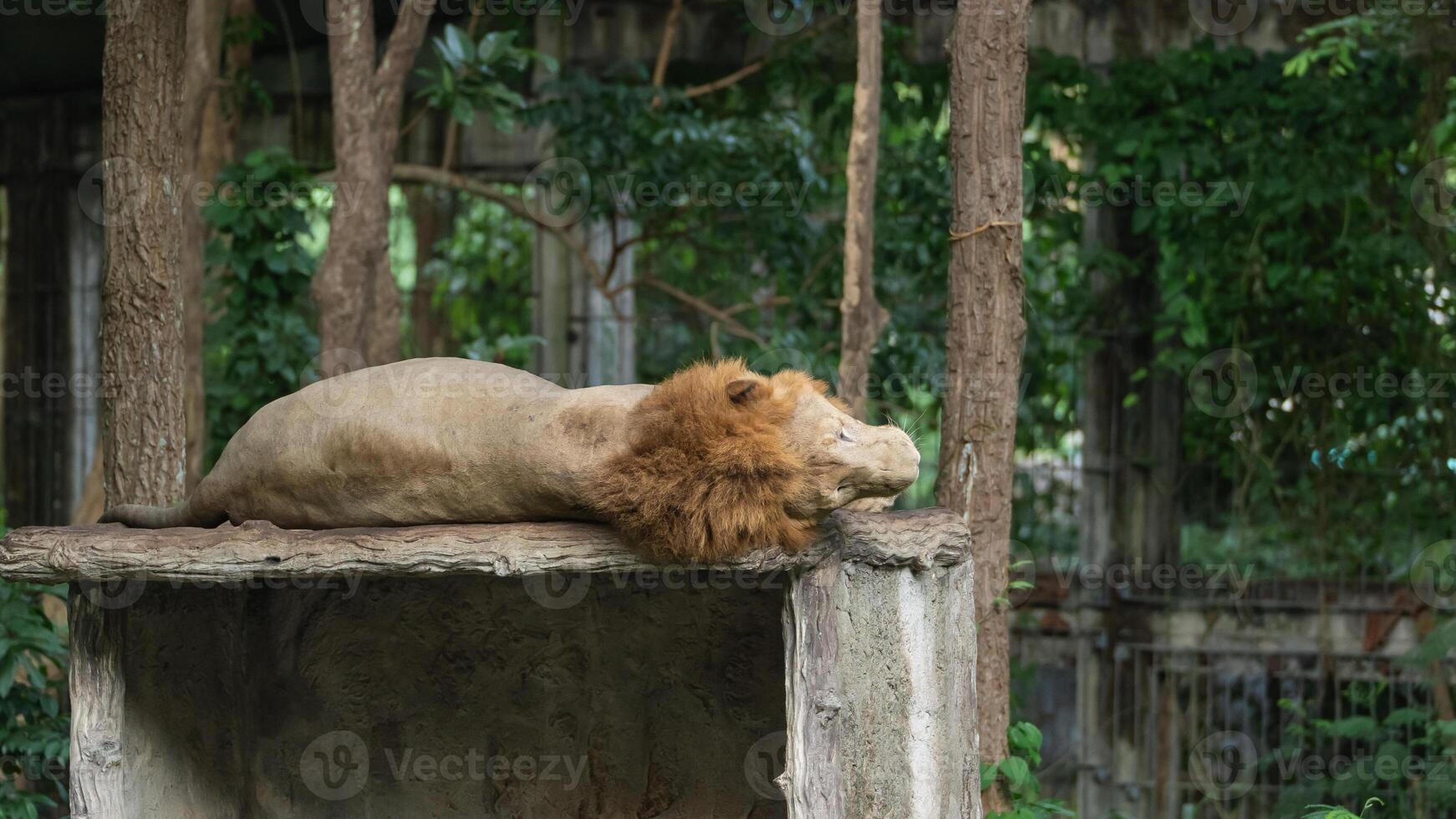 Lion Resting on a Stone Platform in a Natural Habitat Surrounded by Lush Green Vegetation in a Zoo Environment photo