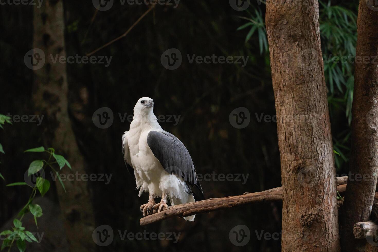 Majestic Harpy Eagle Perched on a Branch Surrounded by Lush Greenery in a Dense Forest Habitat, Displaying Stunning Plumage and Graceful Poise photo