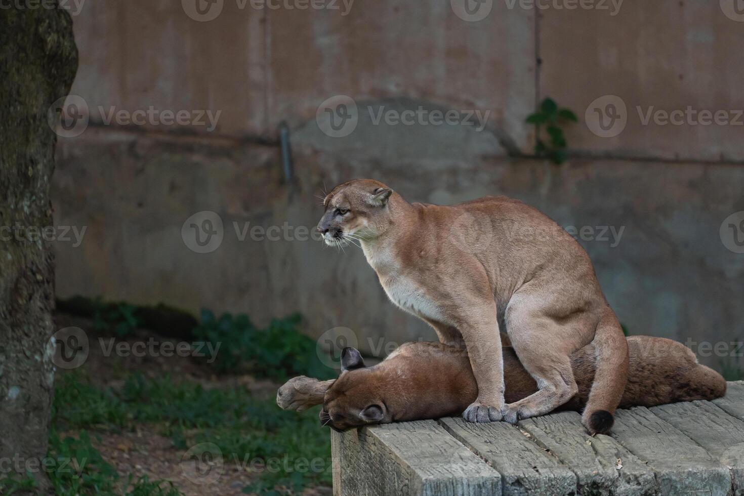 A majestic mountain lion resting on a wooden platform with a sibling nearby in a natural habitat setting, showcasing its powerful stature and features photo