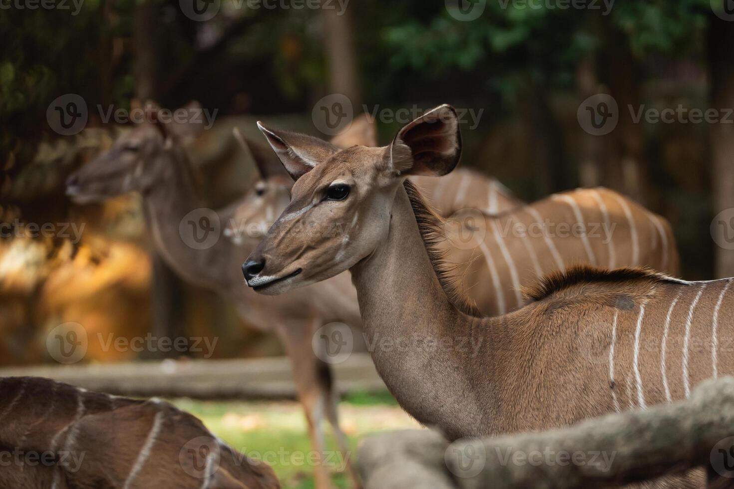 Majestic Female Nyala Among Graceful Herd in Natural Habitat with Soft Light and Lush Foliage Surrounding Them photo