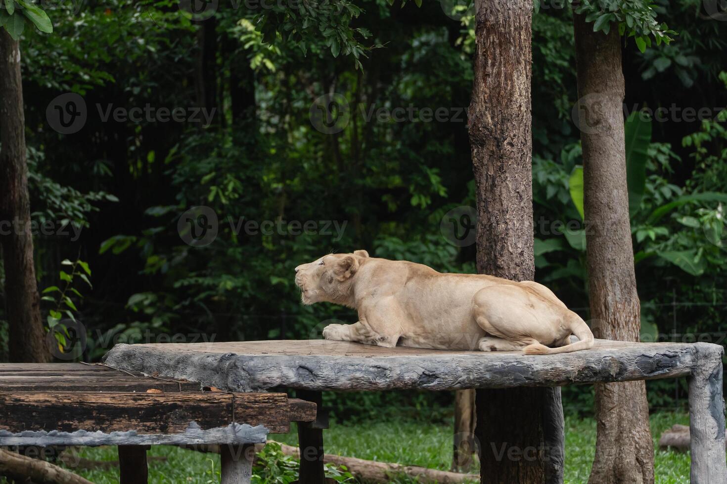 Majestic white lion resting on a stone platform in a serene forest setting, surrounded by lush greenery and natural habitat for wildlife conservation photo