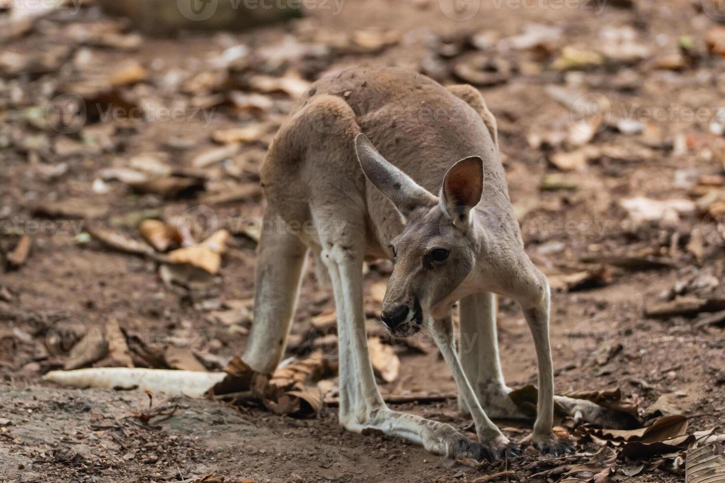 Young kangaroo in natural habitat exploring the ground among fallen leaves in a serene forest setting with soft natural light photo