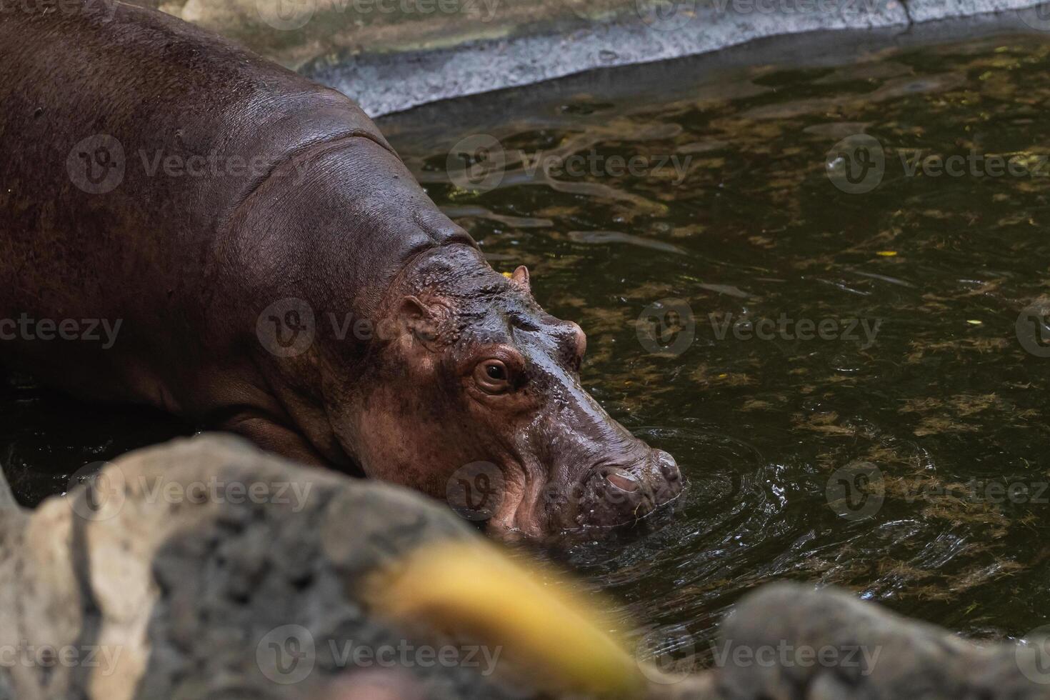 Close-Up View of a Hippopotamus in a Natural Habitat Swimming in a Calm Water Body Surrounded by Rocks and Greenery in a Zoo Environment photo