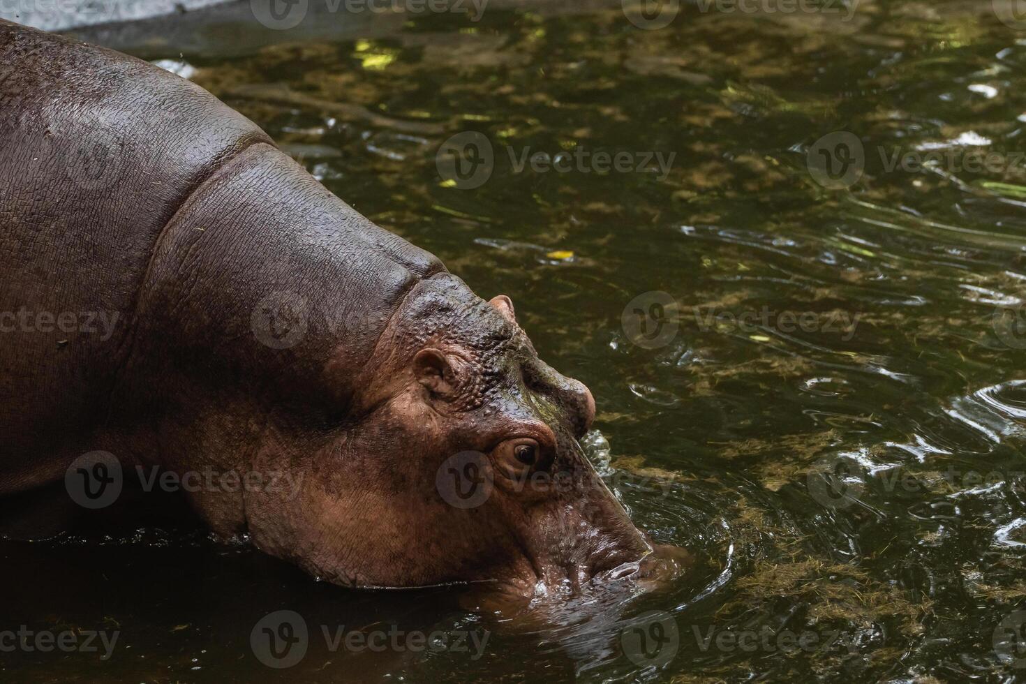Close-Up of a Hippopotamus Feeding in Muddy Water of a Natural Habitat with Reflective Surface and Lush Greenery in the Background photo