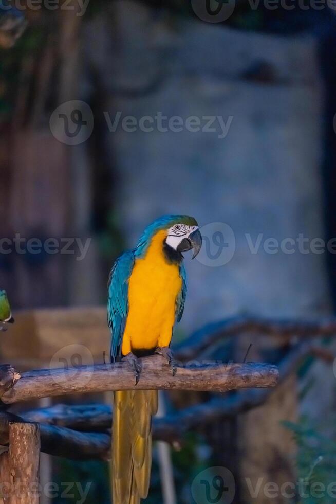 Colorful parrot on wooden branch photo