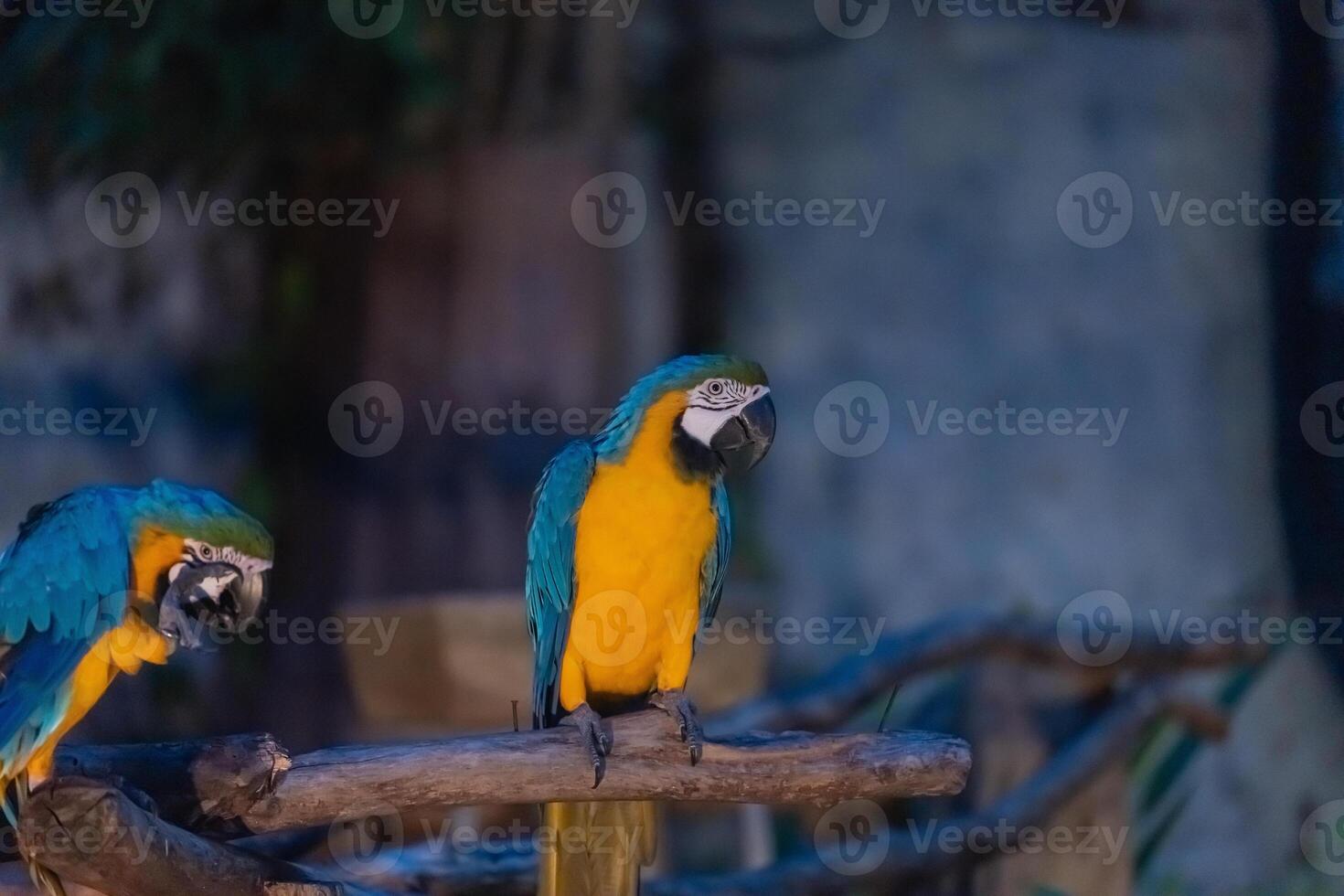 Colorful macaws perched on a branch photo