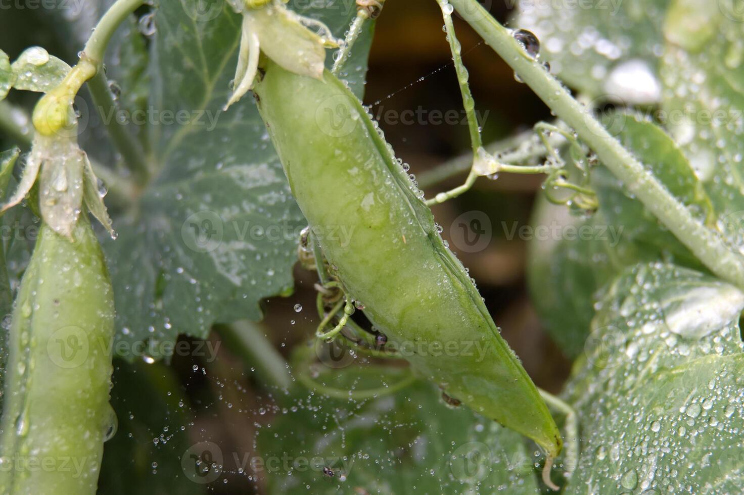 Fresh pea pod with glistening water droplets in a garden setting. photo