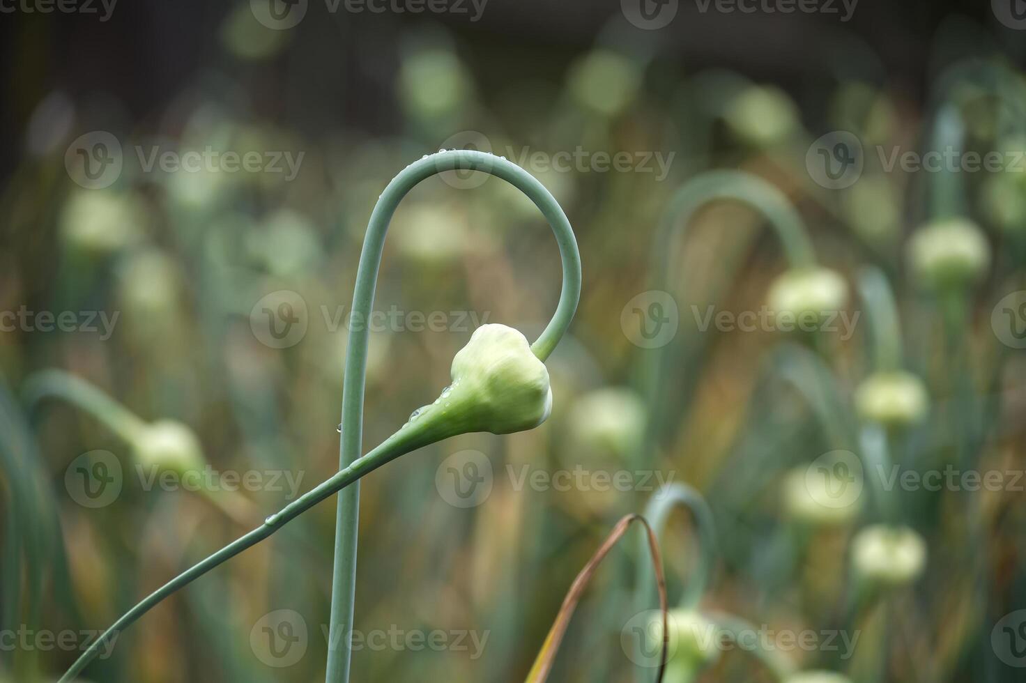 Close-up shot of fresh garlic scapes with a shallow depth of field photo