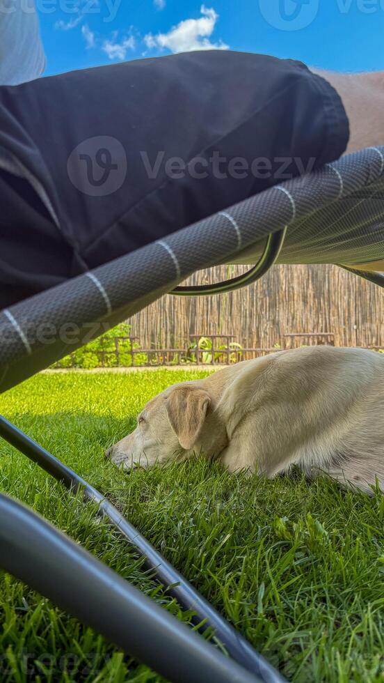 Quiet moments beneath sun drenched skies, snoozing pup beside wicker lounge, embodying canine serenity, perfect for Lazy Day and Dog Appreciation Week photo