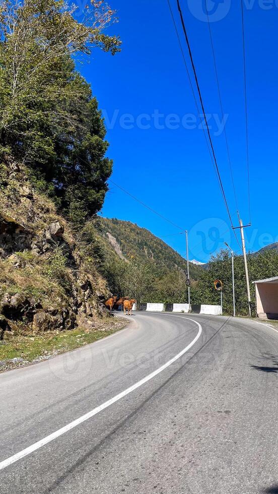 Winding road hugging verdant cliffs, kissed by azure sky, whispers secrets of forgotten Solstice journeys and nomadic wanderlust photo