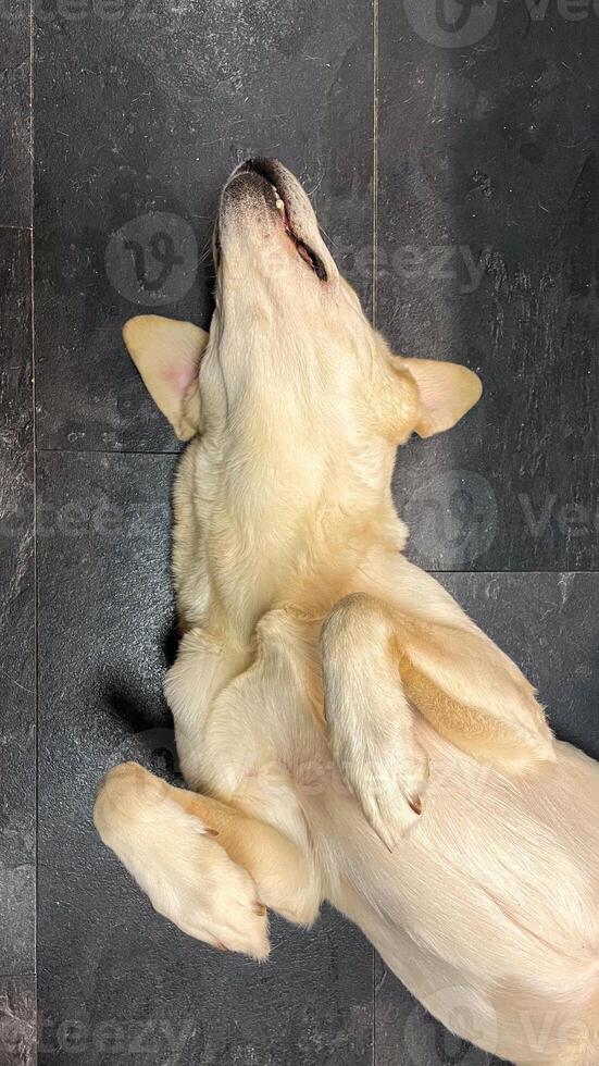 Golden retriever luxuriates belly up, echoing canine bliss, Zen like tranquility, Lunar New Year charm, spontaneous siesta aspirations photo