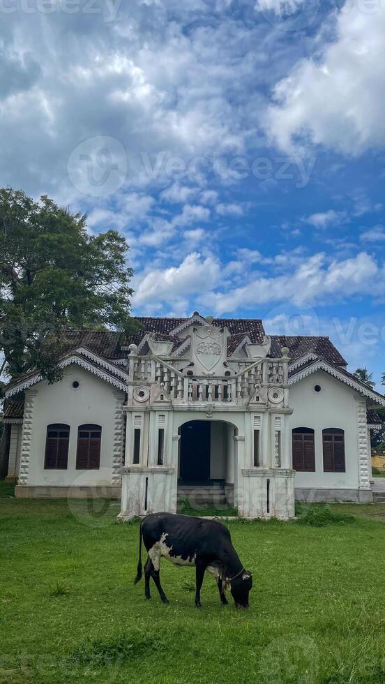 Weathered colonial manor basks under cerulean skies while a lone cow grazes, evoking rustic simplicity and Heritage Day reflections photo