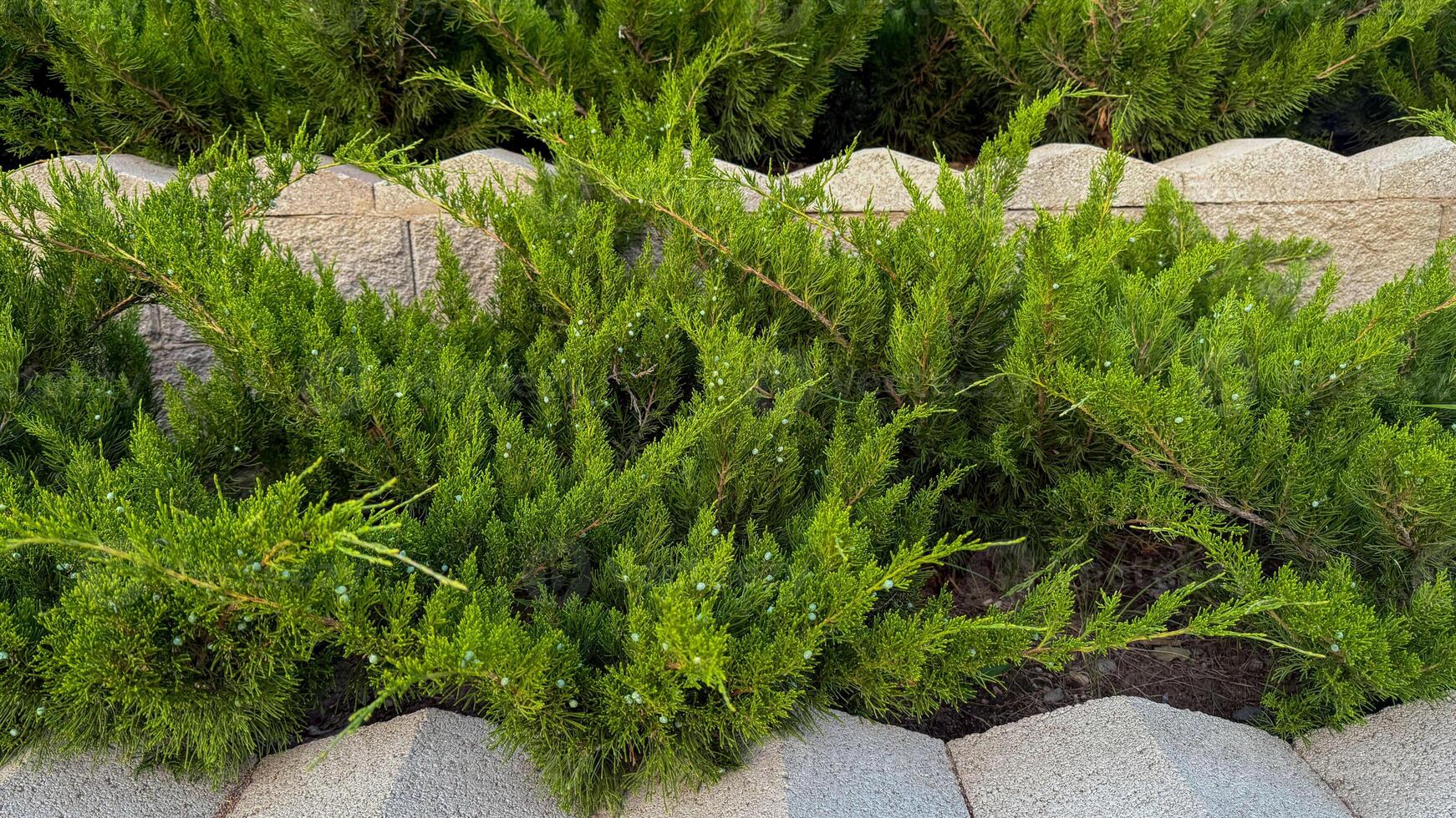 Lush juniper bushes whisper green secrets, ideal for contemplative garden strolls, Earth Day reflection, or serene Arbor Day photo