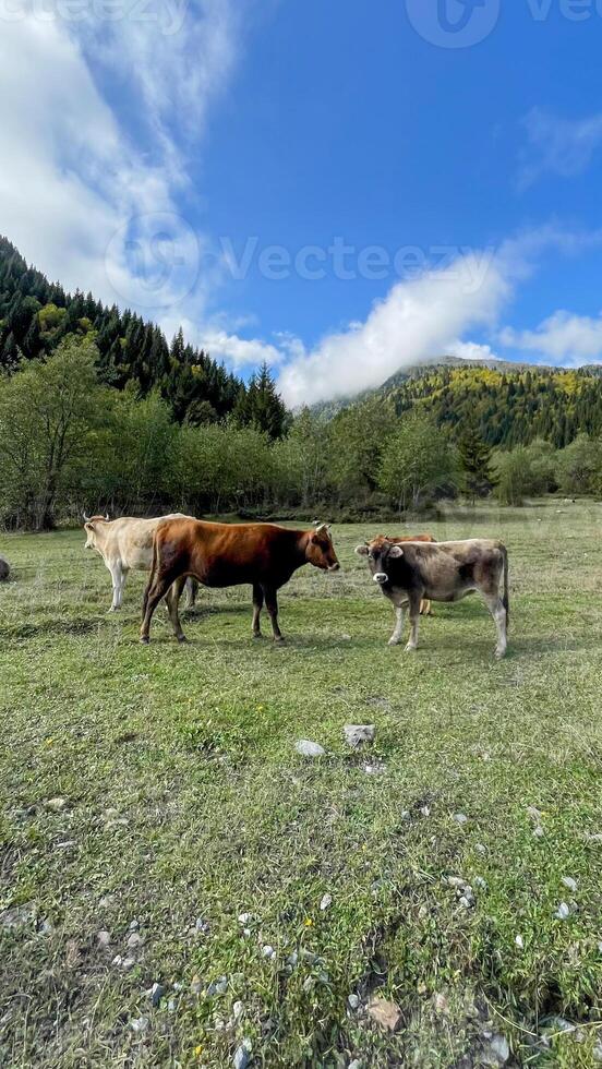 Cows grace Alpine meadow beneath azure sky, pastoral tranquility mingling with Lammertaler HeuART Fest and Buergbrennen traditions photo