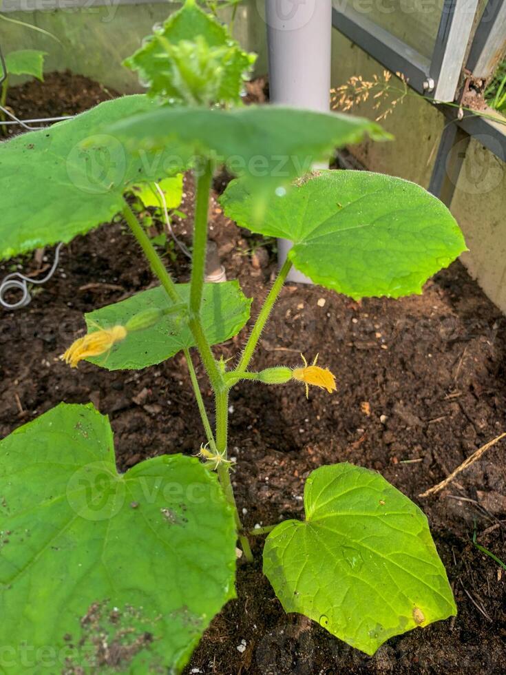 Whispering tendrils of a nascent cucumber plant, grounded in earthy serenity, invoke Earth Day reflections and permaculture dreams photo