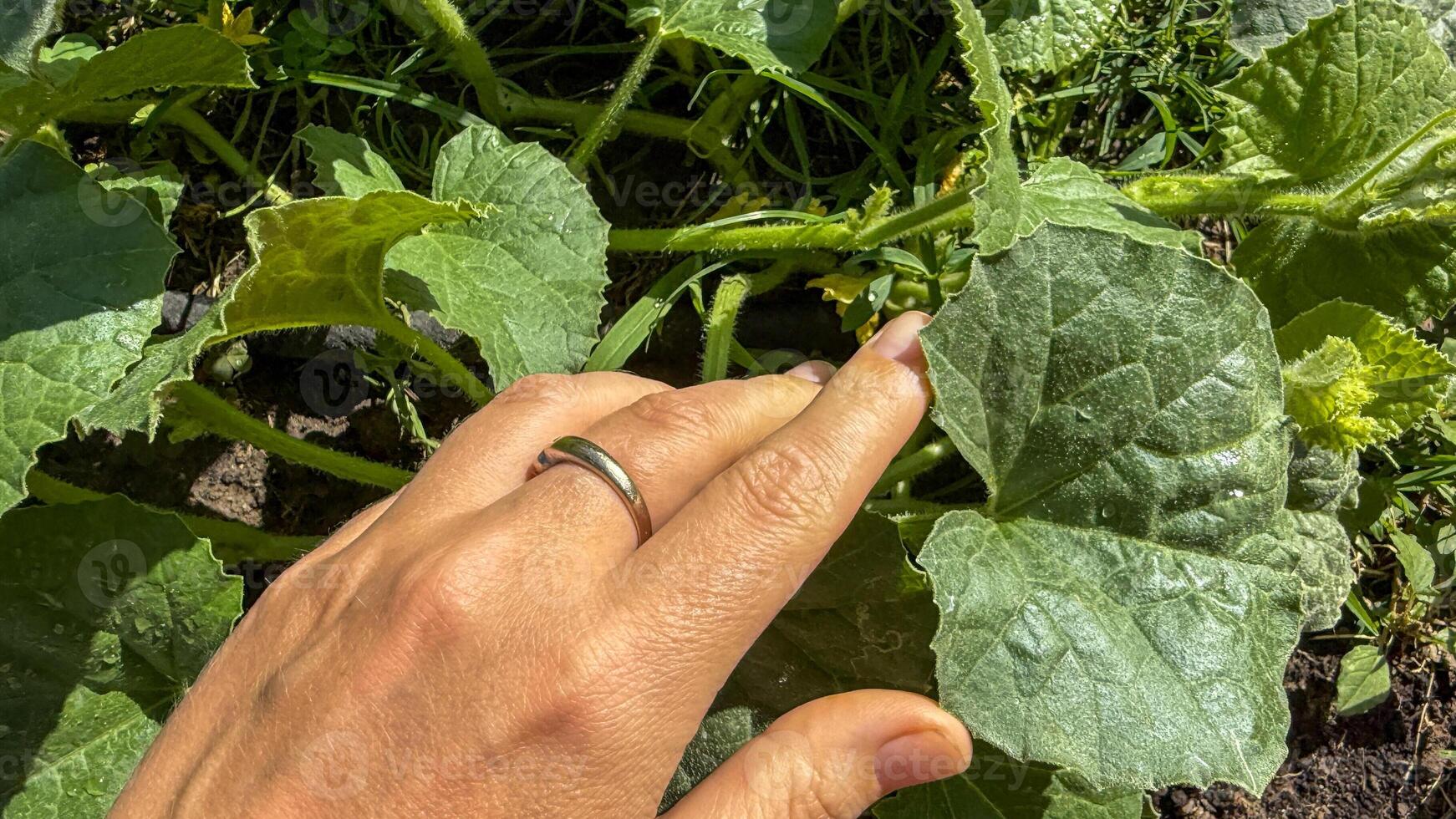 Gentle hand cradling verdant cucumber leaves, Earth Day homage, sustainable farming passion, nurturing growth under radiant sunlight photo