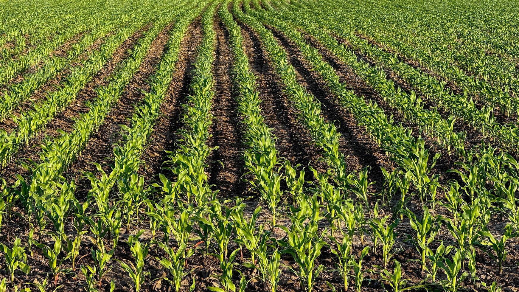 Rows of young corn bask in golden sunlight, celebrating Lughnasadh harvest, whispering tales of earths rich promise photo
