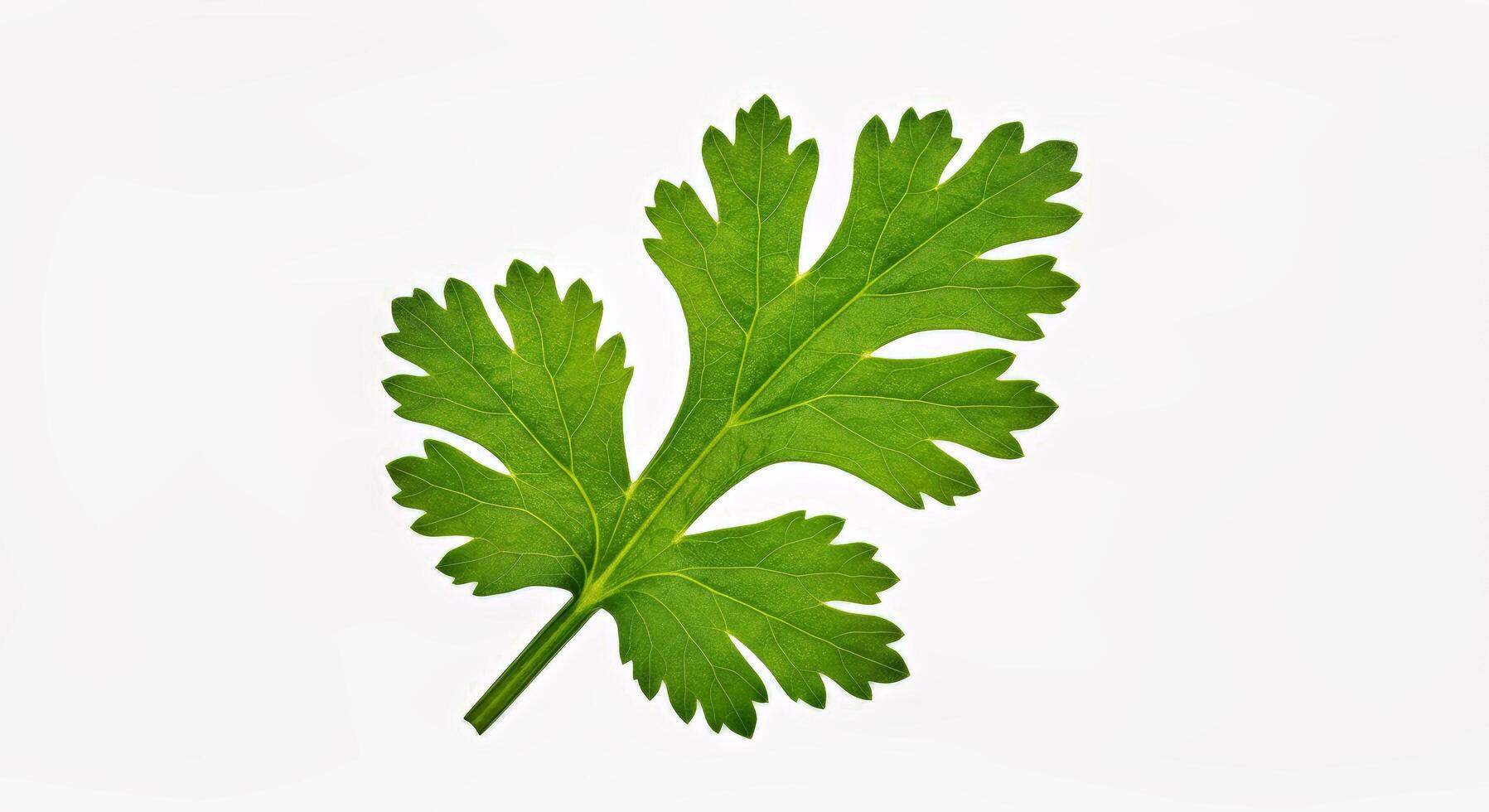 Single Fresh Coriander Leaf Isolated on a White Background photo