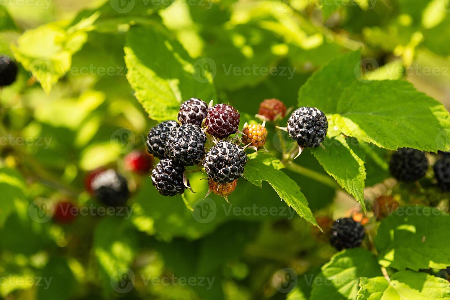 Ripe black raspberries growing on a bush with green leaves in garden. photo