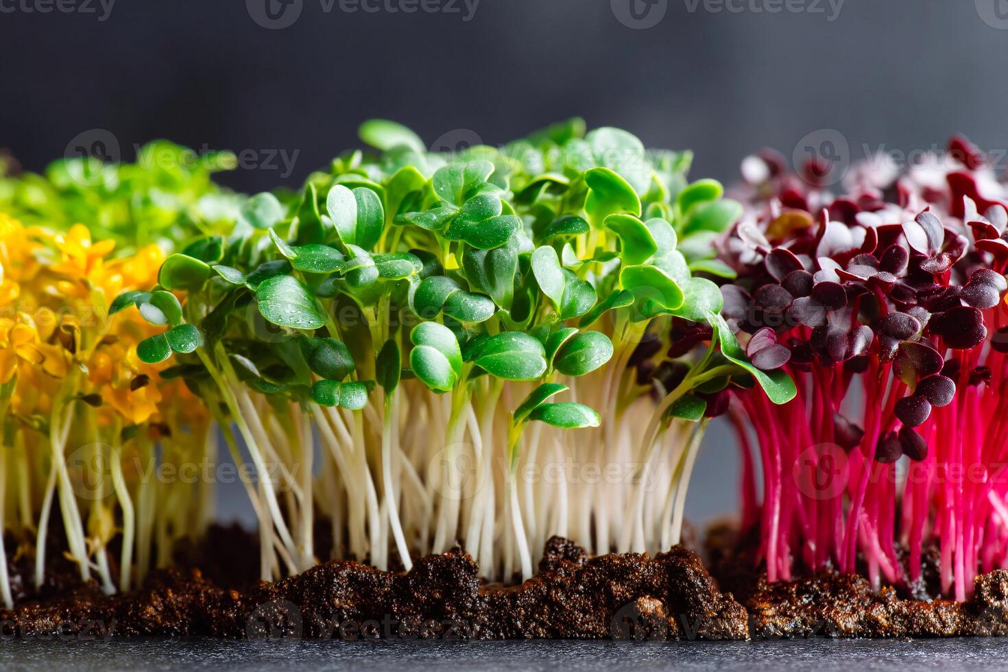 Colorful microgreens growing in soil photo
